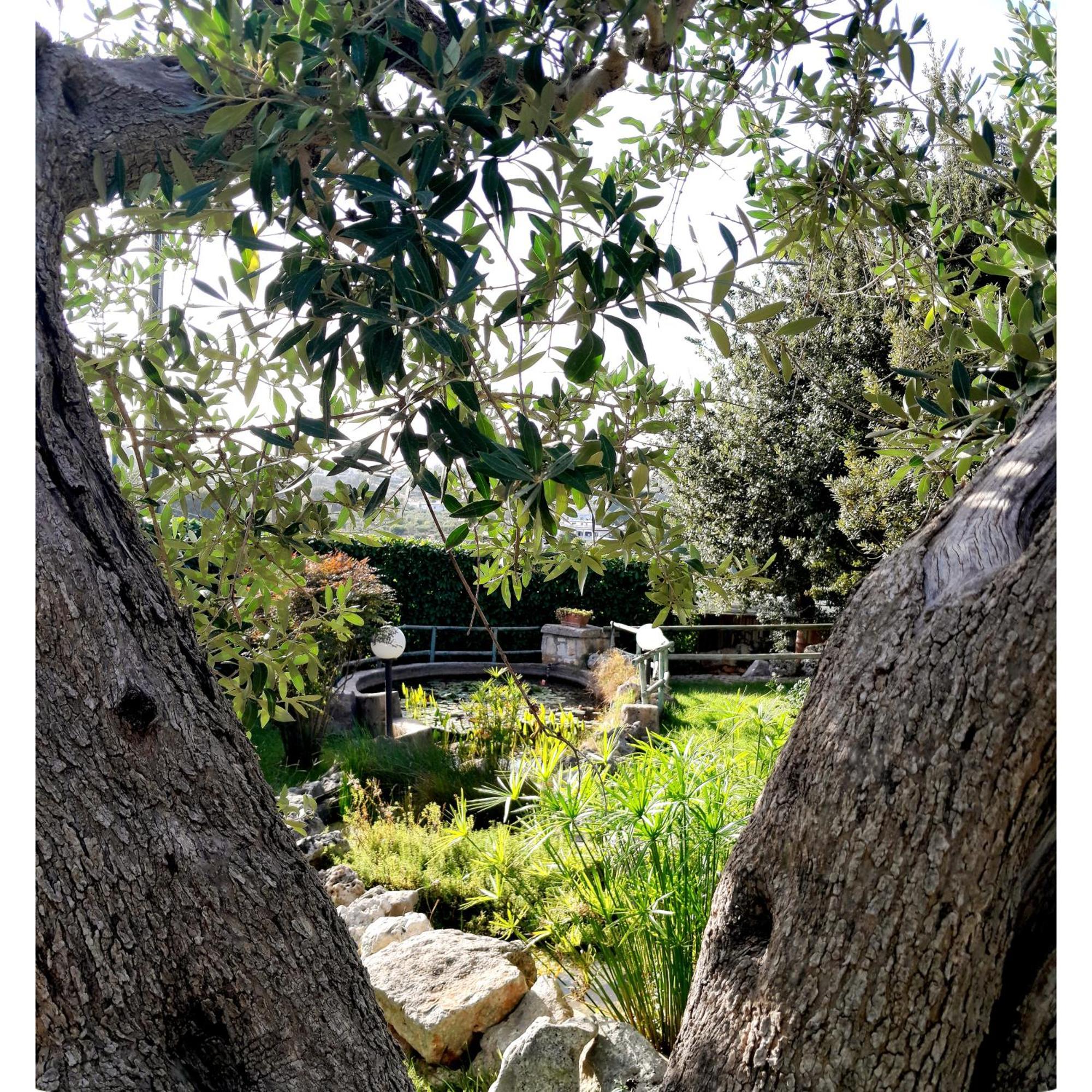 La Rosa Dei Trulli B&B Alberobello Exteriör bild