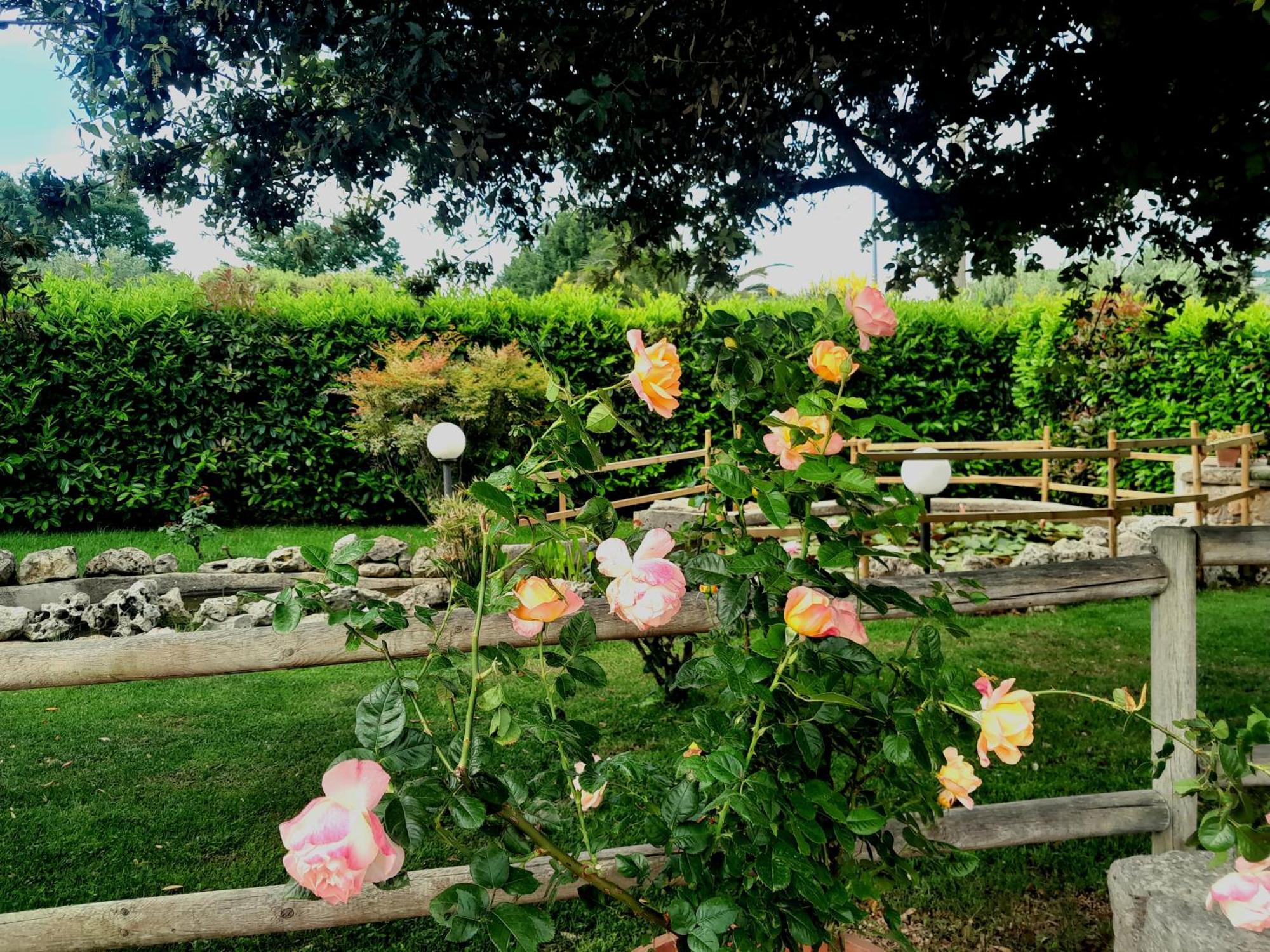 La Rosa Dei Trulli B&B Alberobello Exteriör bild
