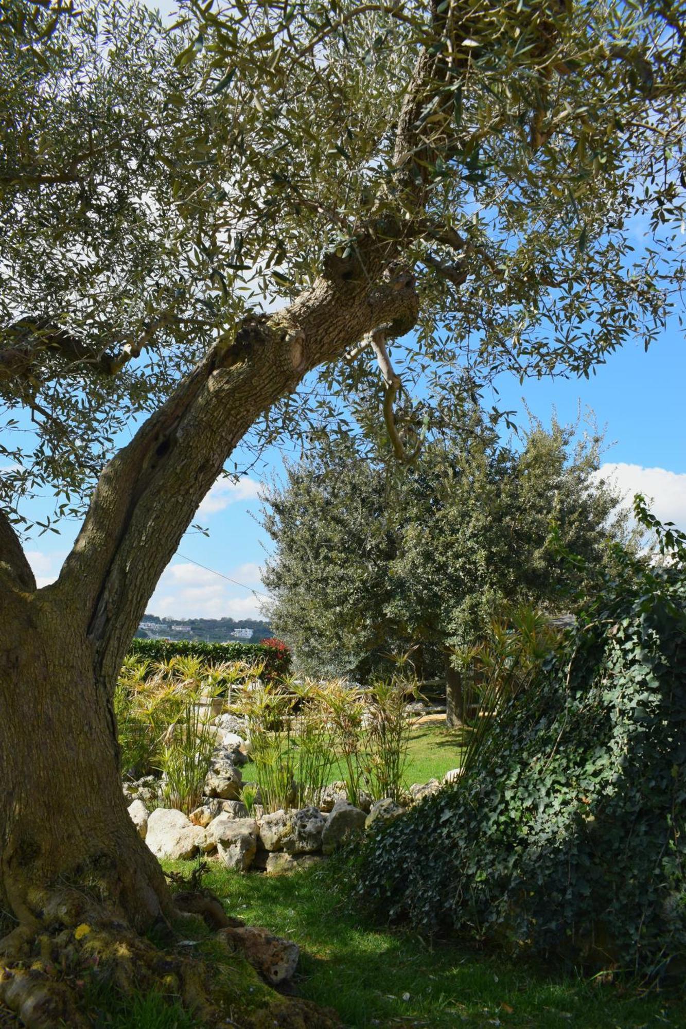 La Rosa Dei Trulli B&B Alberobello Exteriör bild